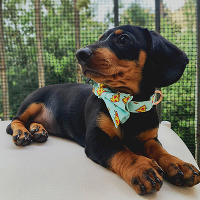 Lilly wearing the pizza dog collar with bow tie