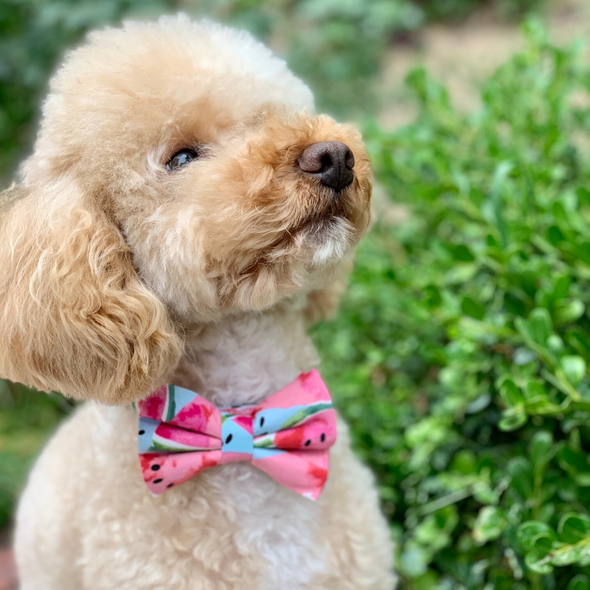Poodle wearing the Watermelon dog collar with bow tie
