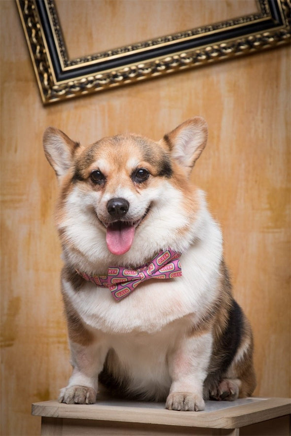 Queen Dog Collar With Bow Tie - Lilly The Dog